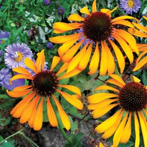 Echinacea Phoenix