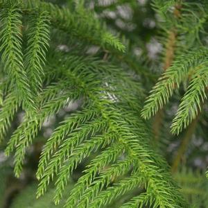 Araucaria heterophylla 