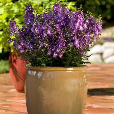 Angelonia angustifolia Archangel&trade; Purple
