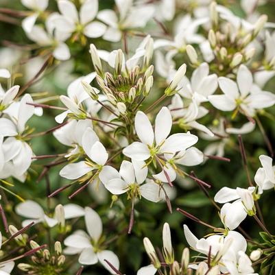 Cleome Senorita Blanca&reg;
