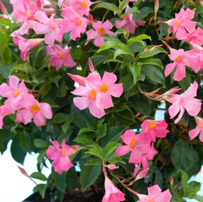 Mandevilla Sun Parasol&reg; Pretty Pink