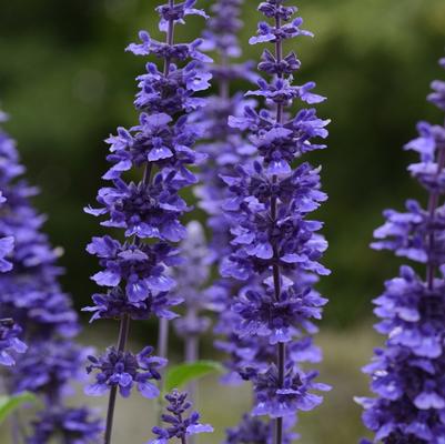 Salvia longispicata x farinacea Mystic Spires