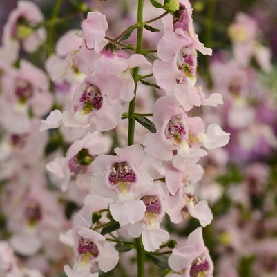 Angelonia angustifolia Archangel&trade; Light Pink