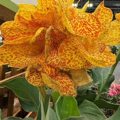Canna x generalis Cannova&reg; Gold Leopard