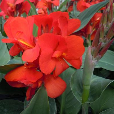 Canna x generalis Cannova&reg; Scarlet
