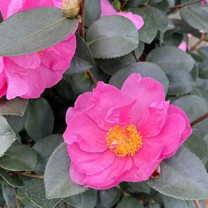 Camellia Just Chill&trade; Double Mauve