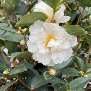 Camellia Just Chill&reg; Double White