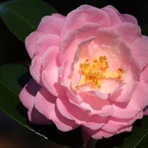 Camellia Ashton's Ballet