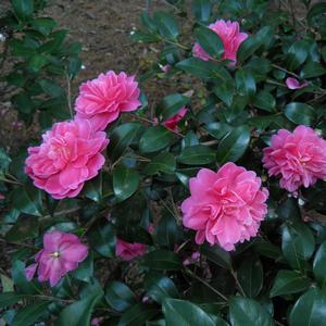 Camellia Autumn Spirit