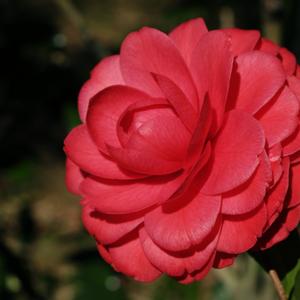 Camellia Black Lace