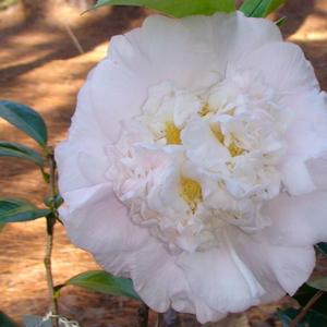 Camellia Kerry Elizabeth