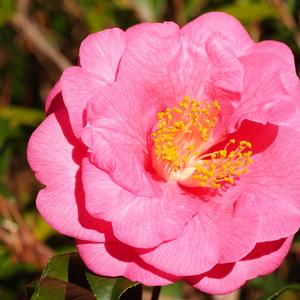 Camellia Lavender Prince II