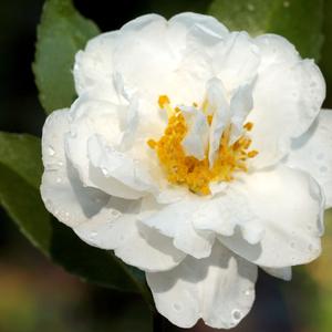 Camellia Polar Ice