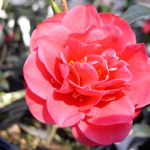Camellia Sun Worshiper