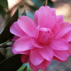 Camellia Tom Perkins