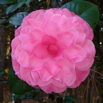 Camellia Valentine's Day