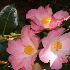 Camellia WC Wyatt