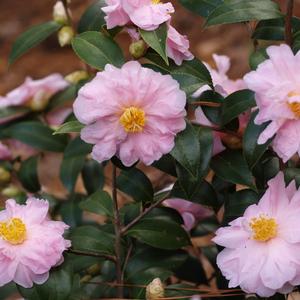 Camellia Winter's Beauty