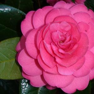 Camellia edithae Jinqu
