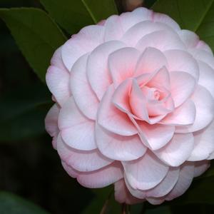 Camellia japonica Adalyn