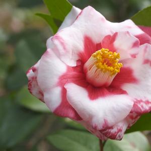 Camellia japonica Adolf Audusson Variegated