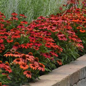 Echinacea Artisan&trade; Ombre Red