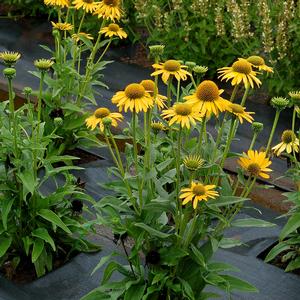 Echinacea Kismet&reg; Yellow