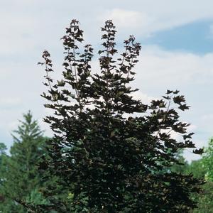 Acer platanoides Crimson King