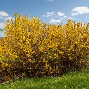 Forsythia Spring Fling&trade;