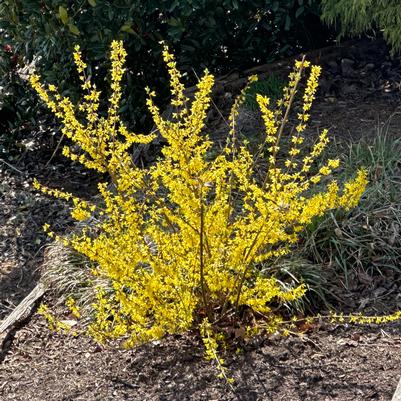 Forsythia x intermedia Karl Sax
