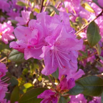 Rhododendron P.J.M. Elite