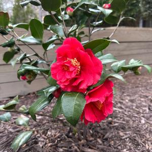 Camellia japonica Kramer's Supreme