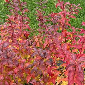 Abelia mosanensis Sweet Emotion Blaze&trade;