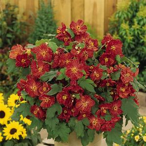 Abutilon Bella Red
