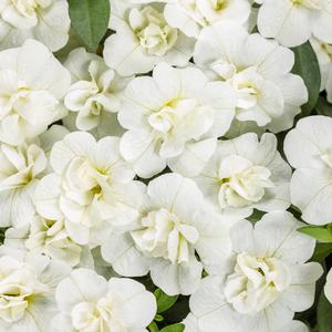 Calibrachoa Superbells&reg; Double White