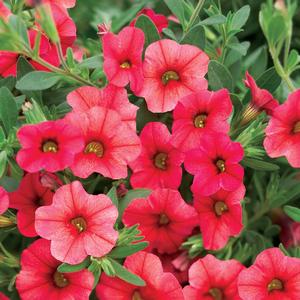 Calibrachoa Superbells&reg; Coralberry Punch&trade;