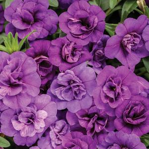 Calibrachoa Superbells&reg; Double Blue