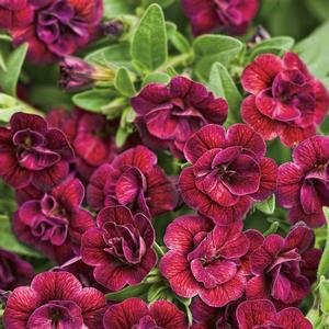 Calibrachoa Superbells&reg; Double Plum