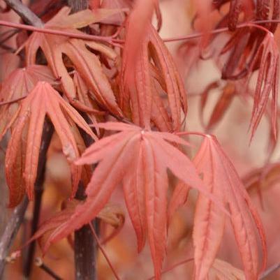 Acer palmatum Emperor 1&reg;
