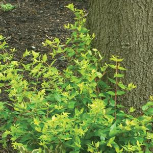 Abelia x grandiflora Bronze Anniversary&reg;
