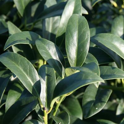 Ilex Cherry Bomb