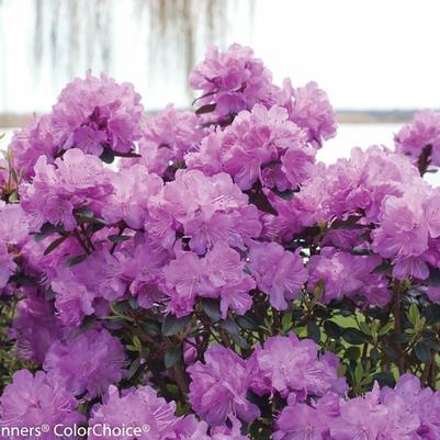 Rhododendron Amy Cotta