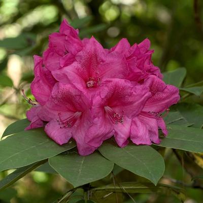 Rhododendron Anna Rose Whitney
