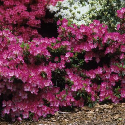 Rhododendron Carrie Amanda
