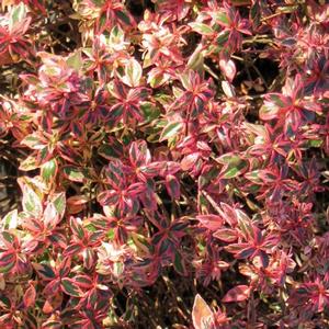 Abelia Confetti&reg;