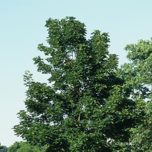 Acer platanoides Emerald Queen