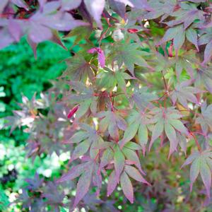 Acer palmatum Fireglow