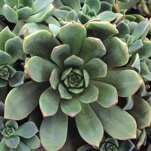Aeonium haworthii 