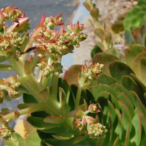 Aeonium urbicum Dinner Plate