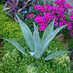 Agave 